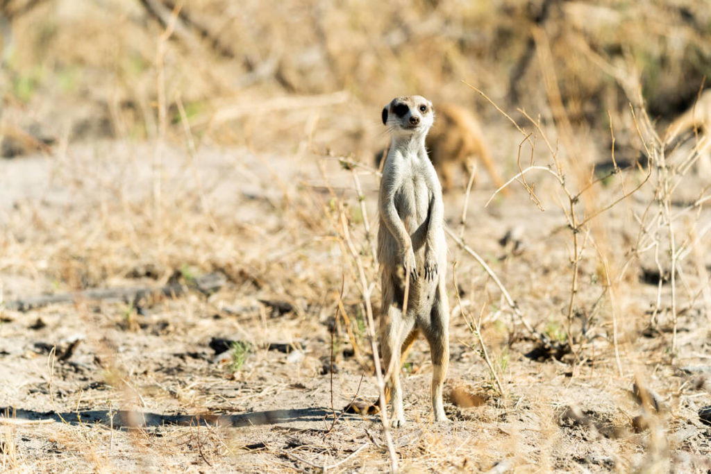 Route-62-Suedafrika-Meerkat-Tour