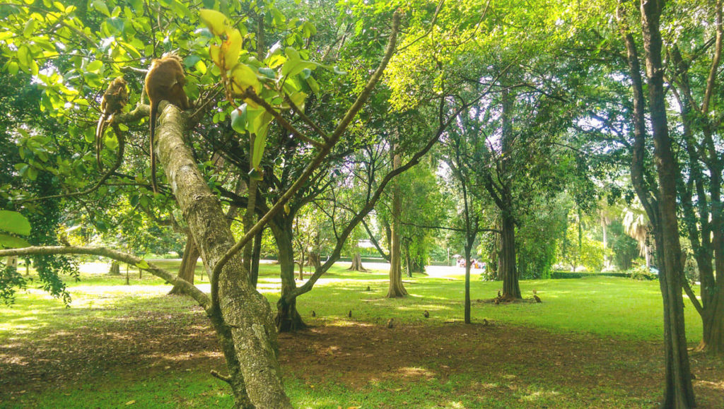 Rundreise-Sri-Lanka-Kandy-Affen