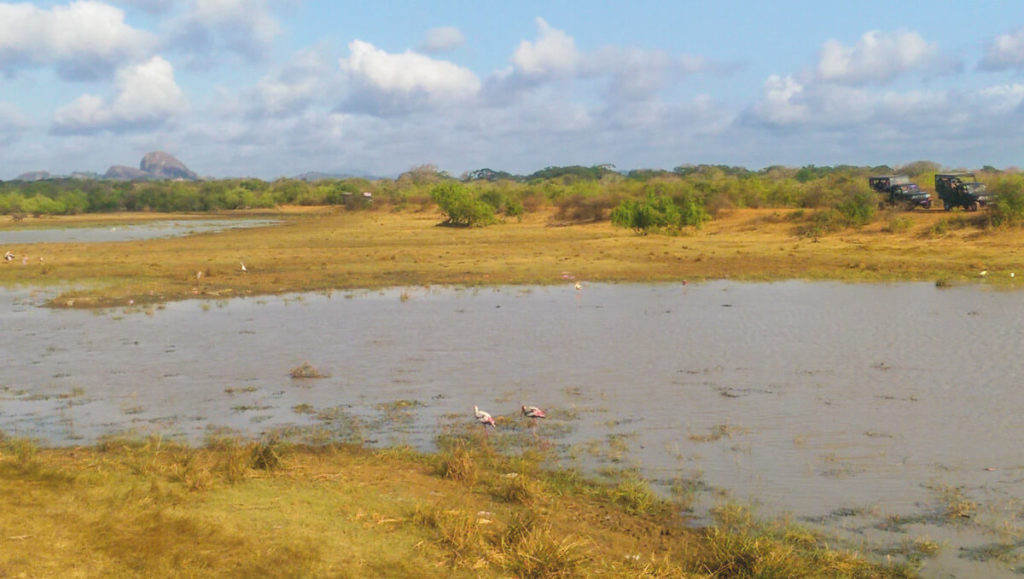 Rundreise-Sri-Lanka-Yala-Nationalpark-Flamingos