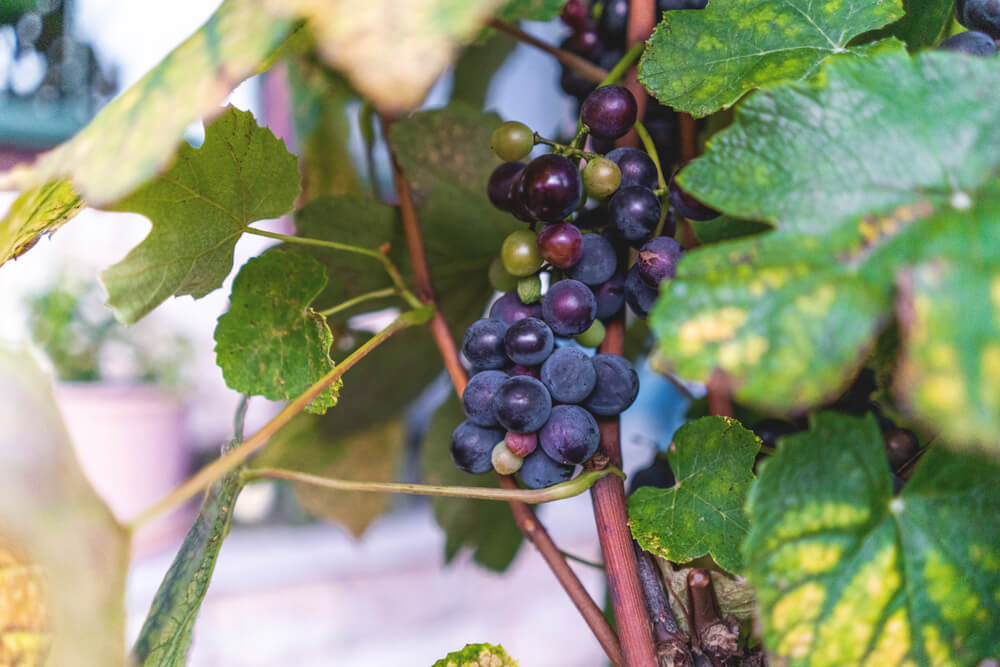 Saale-Unstrut-Ferienwohnung-Ehrau12-Wein