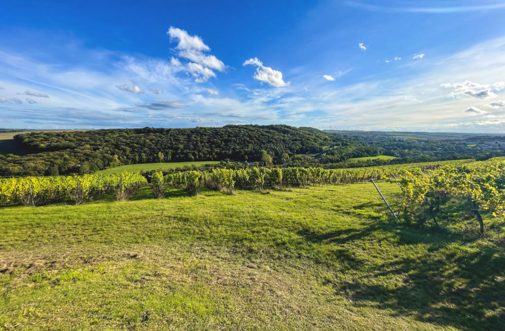 Saale-Unstrut-Sehenswuerdigkeiten-Weingebiete