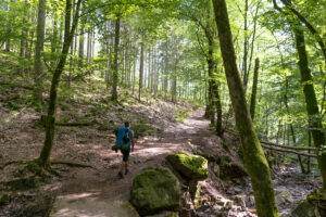 Hike Saarland Forest