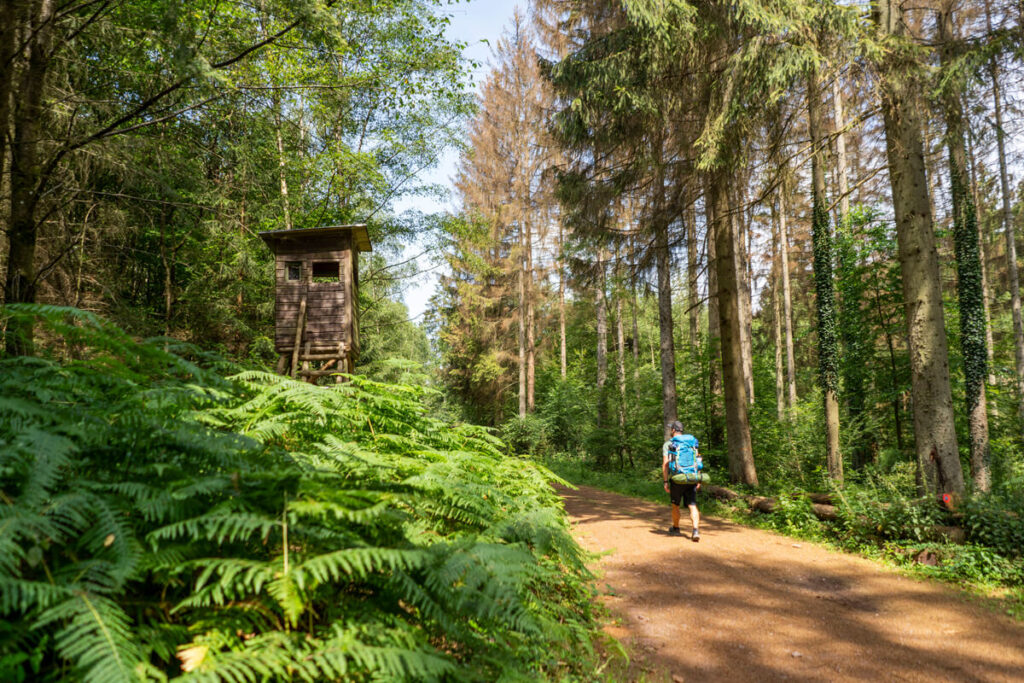 Hiking on the Saar-Hunsrück-Steig Stage 3