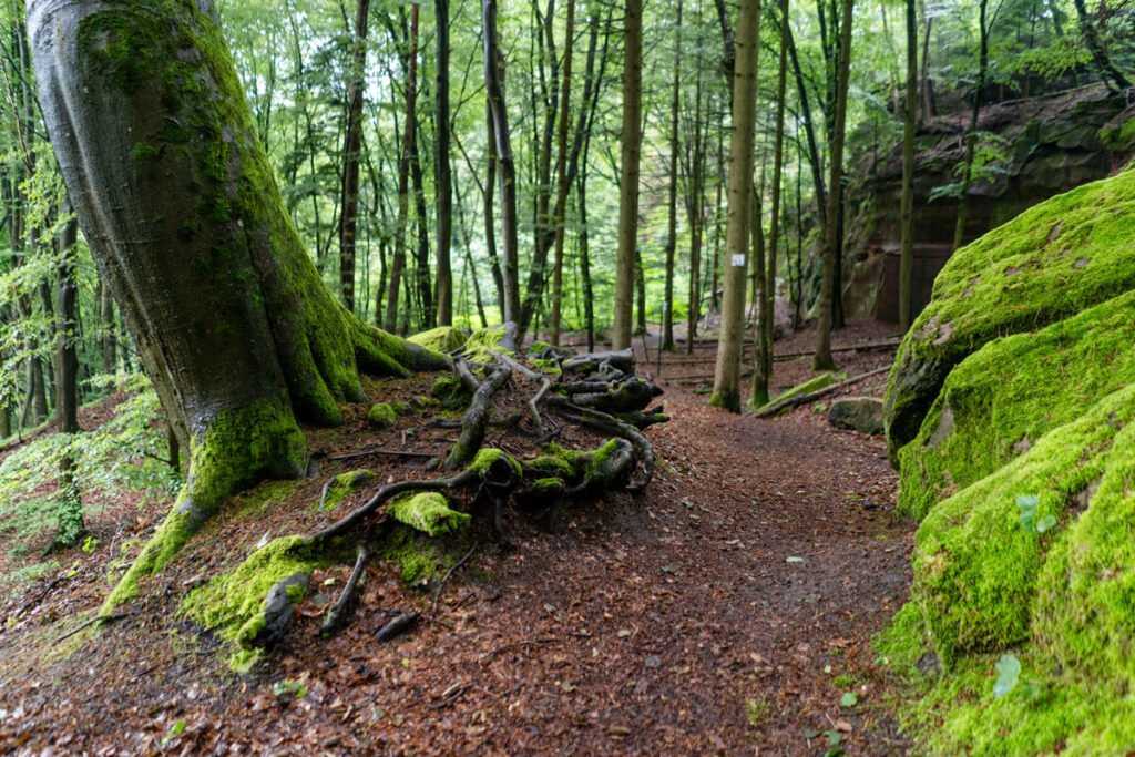 Hiking 