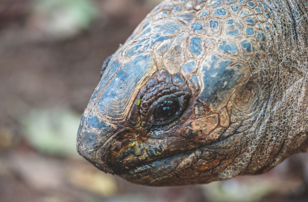 Sansibar-Rundreise-Changuu-Island-Schildkroete