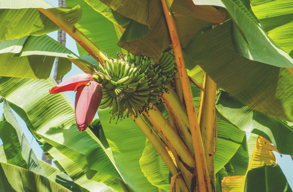 Sansibar-Rundreise-Garten-Bananen