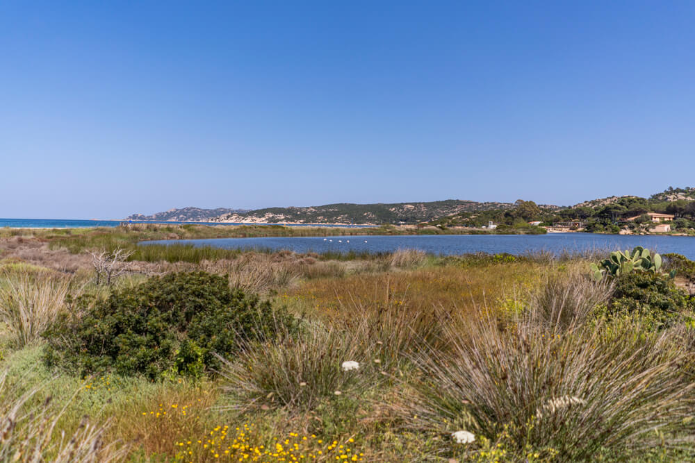 Sardinien-Osten-Porto-Taverna-Flamingos