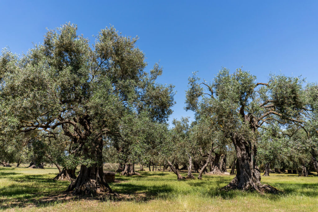 Sardinien-Westen-S-Ortu-Mannu_1