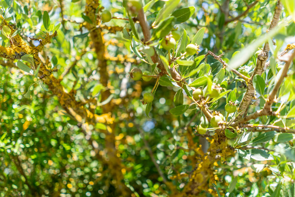 Sardinien-Westen-S-Ortu-Mannu_2