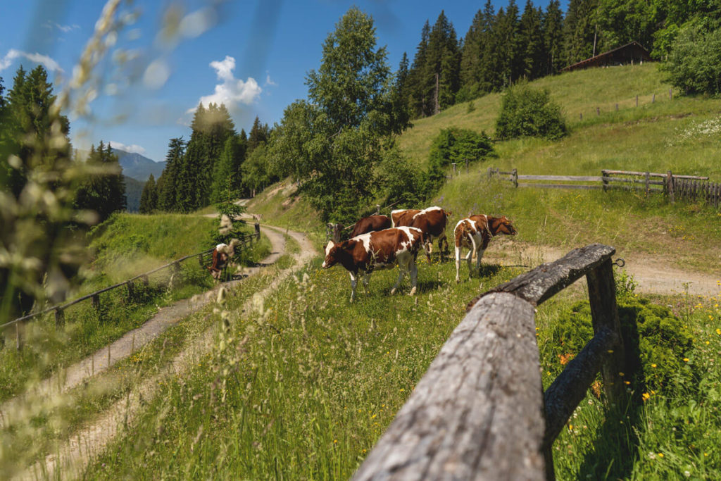 Schlossalm-Kuehe-Flachau-Wagrain