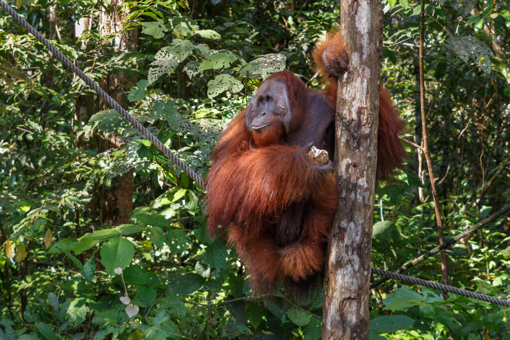 Sepilok Borneo Orang Utan