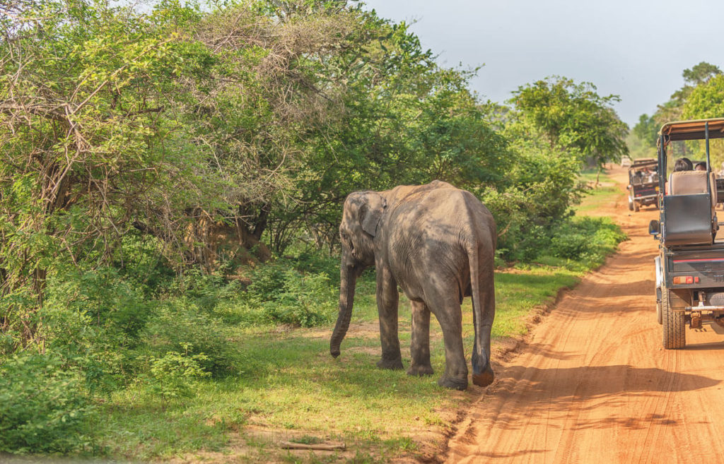 Sri-Lanka-Sehenswuerdigkeiten-Yala-Nationalpark-Elefanten