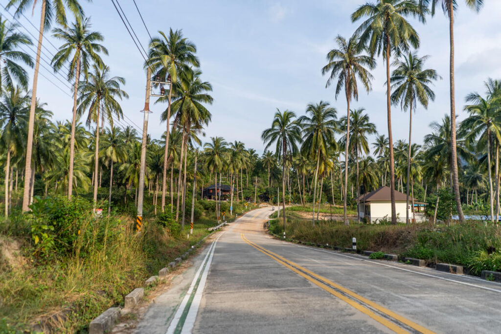 Streets Koh Phangan Palms