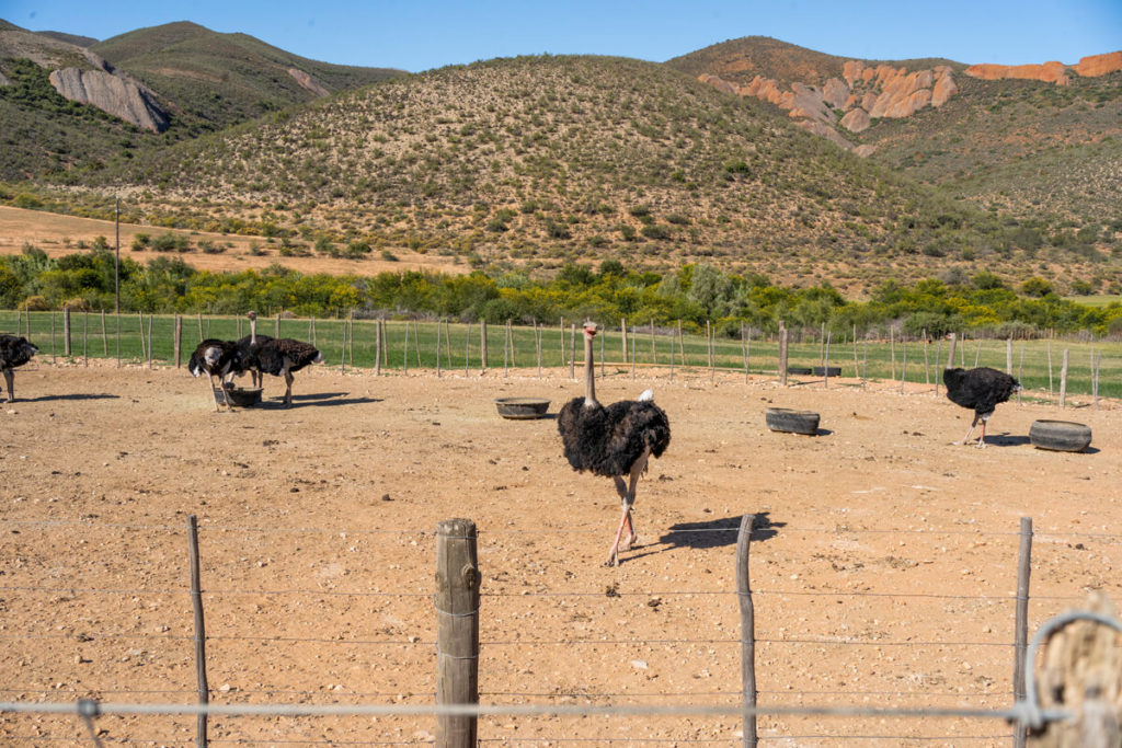Straussenfarm-Oudtshoorn