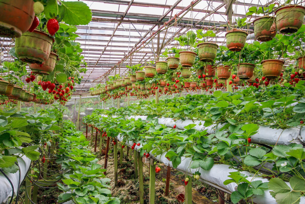 Strawberries Cameron Highlands