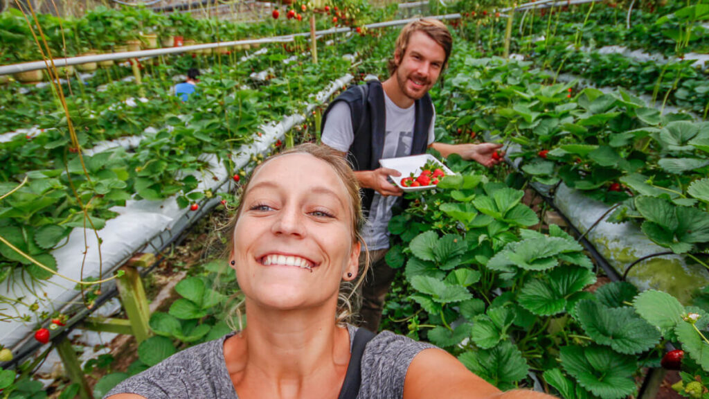 Strawberry Farm Cameron Highlands