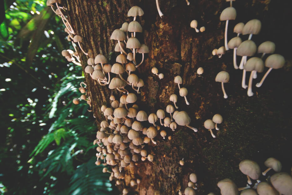 Taman-Wisata-Maribuya-Bandung-Java-Natur