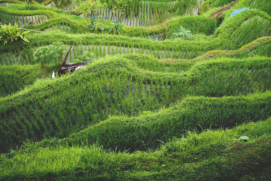 Telalalang-Reisfelder-Ubud-Bali-Indonesien