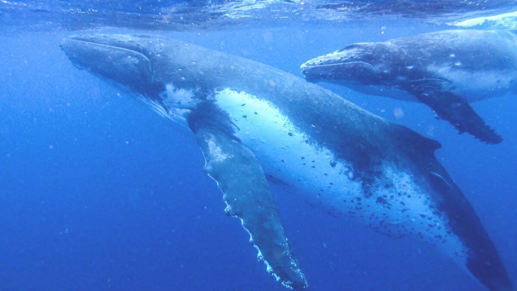 Tonga-Reise-Walschwimmen-Buckelwal