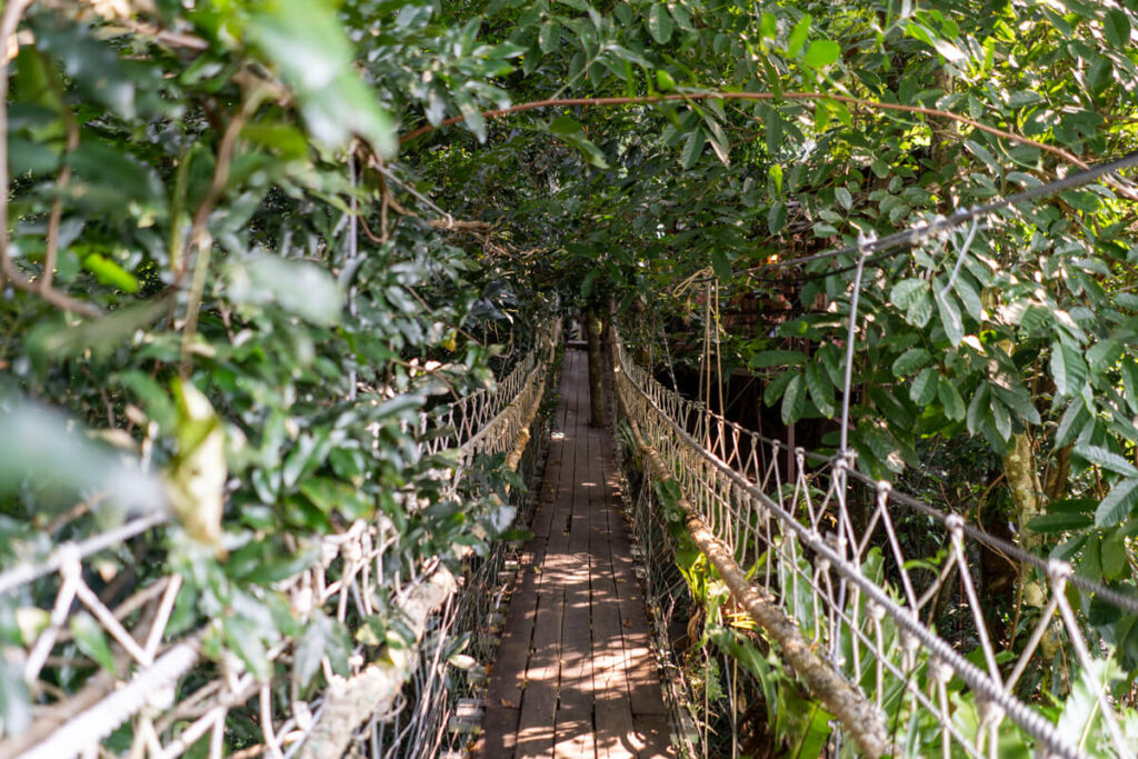 Зіплайн Tree Bridge Coffee