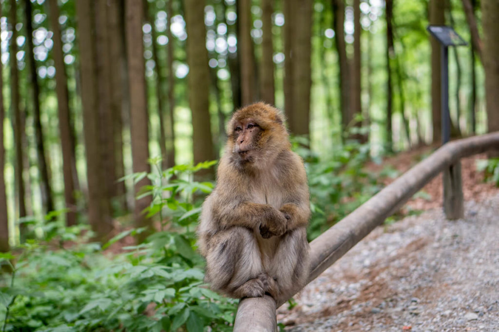 Affenberg Salem Barbary Macaque