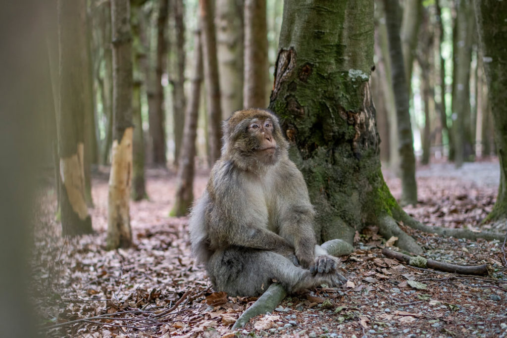Affenberg Salem Barbary Macaque