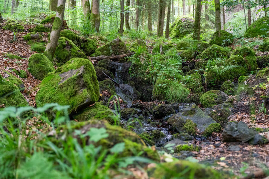 Auf Jägersteigen Frankenwald hike