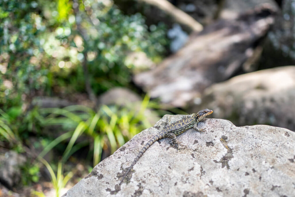 Lizzard Drakensberge