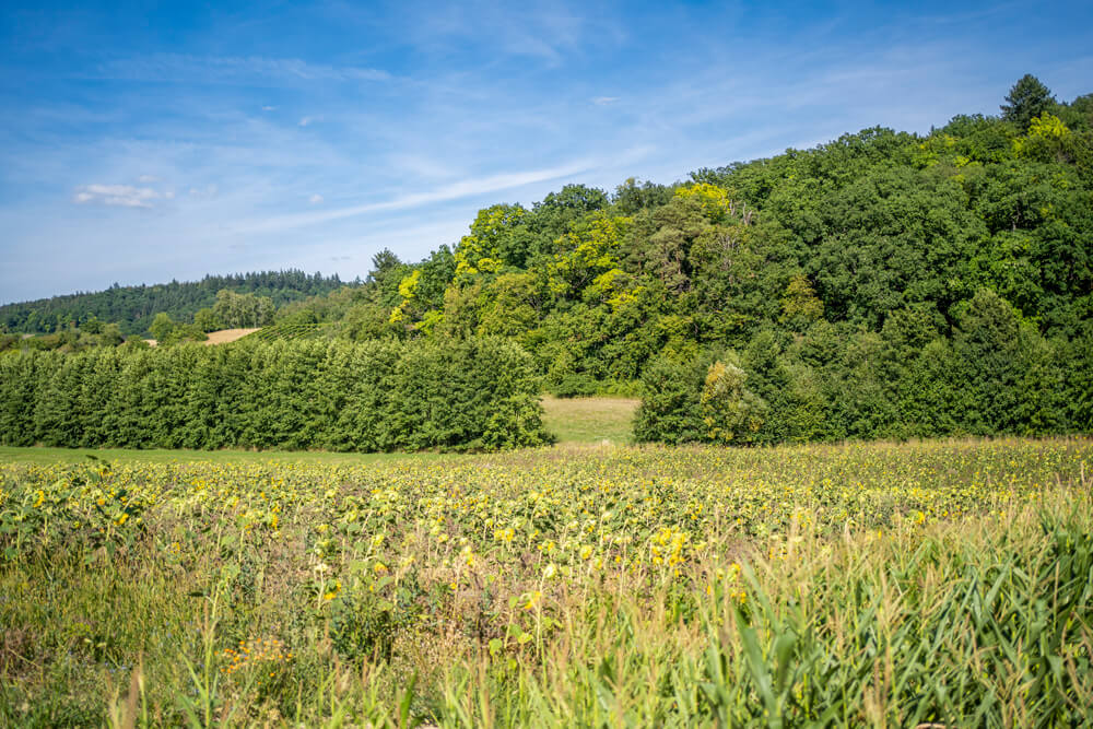 Wanderung-Eppinger-Linien-Weg-Felder