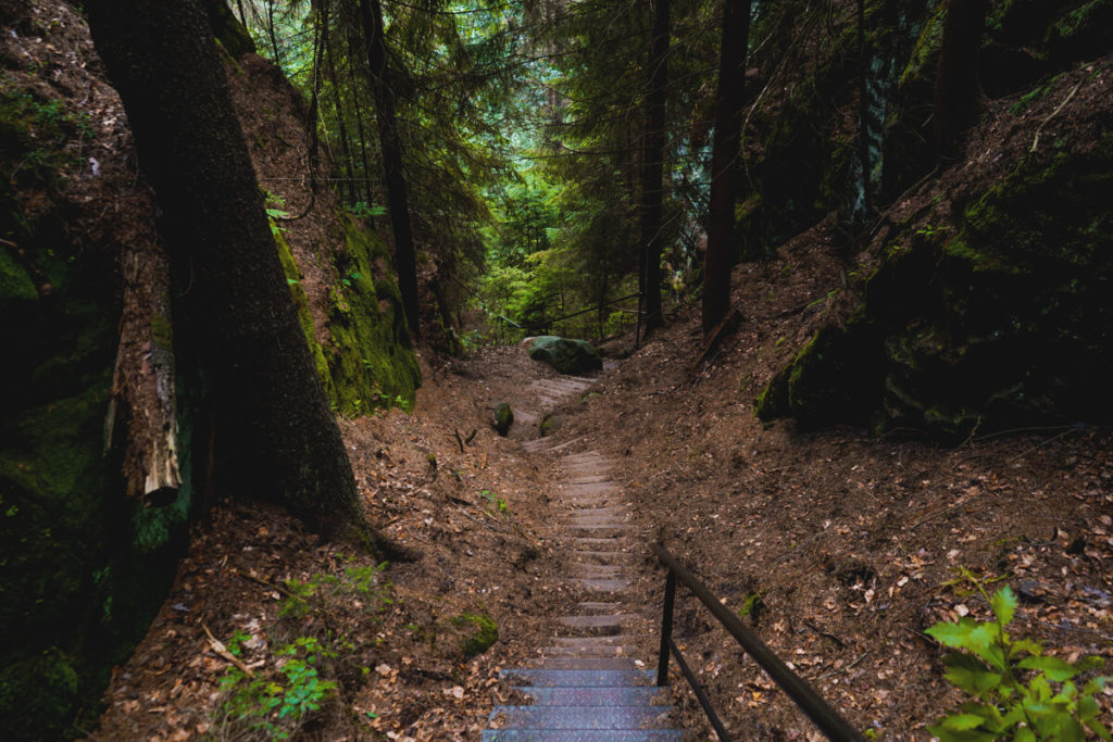 Wanderung-Kirnitzschtal-Hinterhemrsdorf-Wald