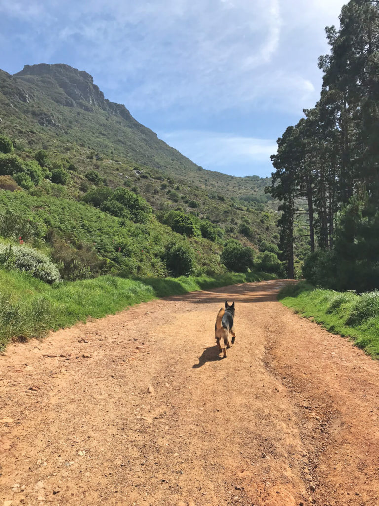 Wanderung-Tafelberg-mit-Hund