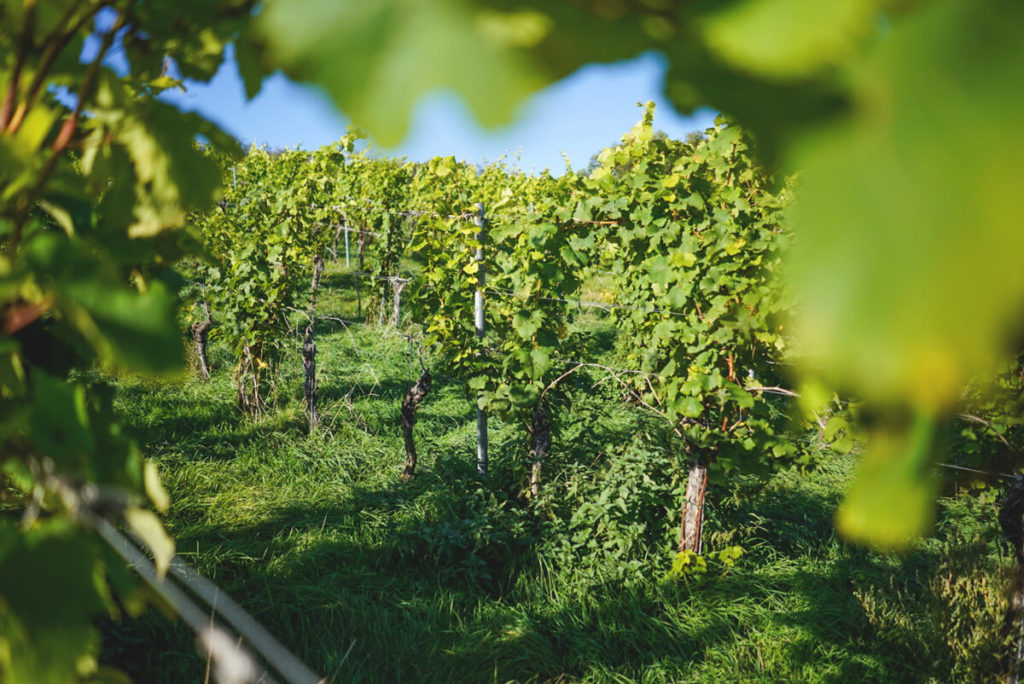Weinberge-Saale-Unstrut