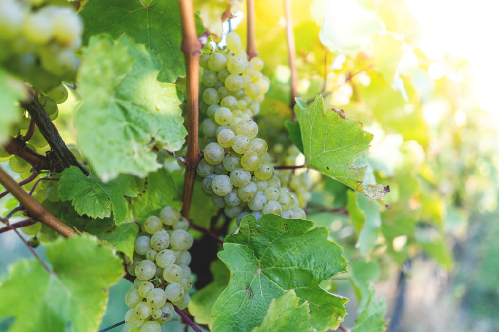 Vineyards-Saale-Unstrut-Weinstrasse