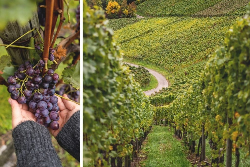 Weinberge-Stuttgart-Weinanbau-Weinwanderwege