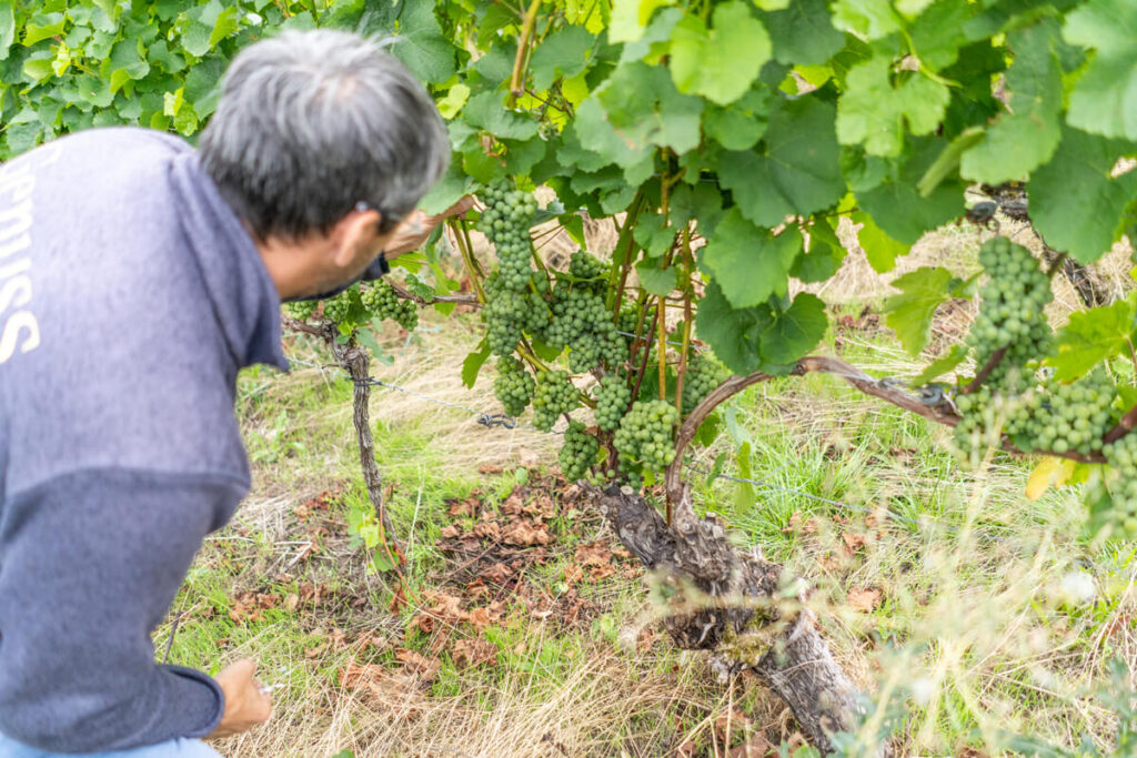 Weingut Dahms