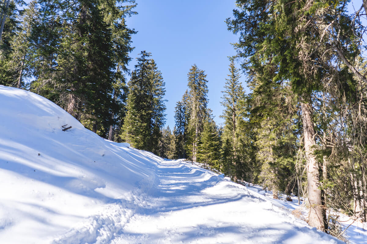 South Tyrol Holiday in Winter Winter Hike Glatsch Alm Tobogganing