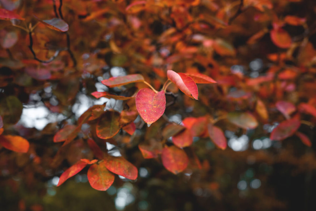 Wochenende-in-Stuttgart-schlosspark-Herbst
