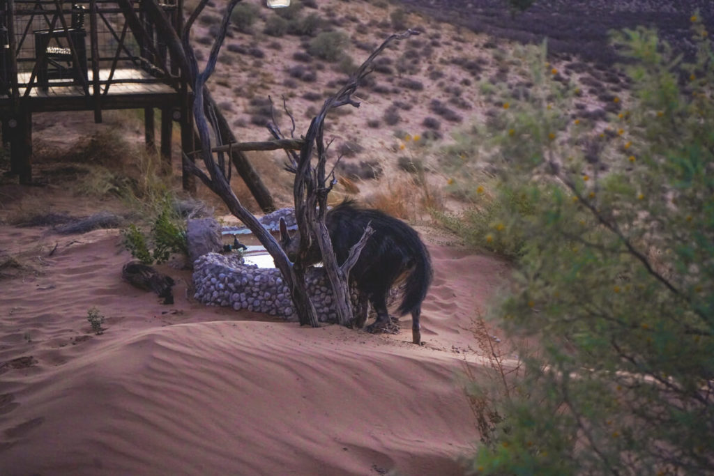 A hyena at the waterhole