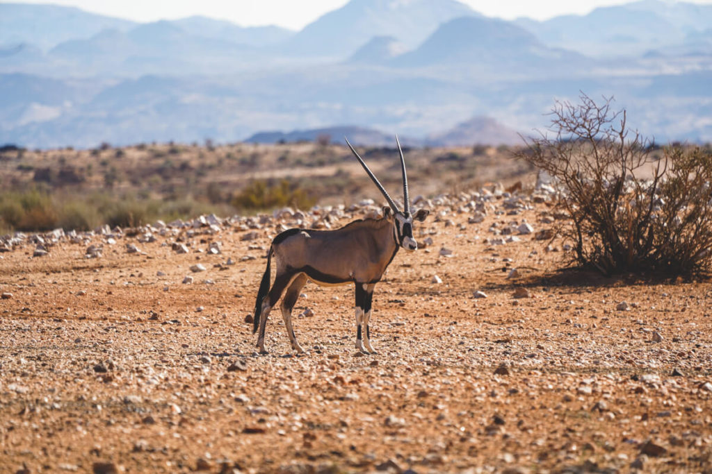 augrabies-falls-national-park-suedafrika-game-drive