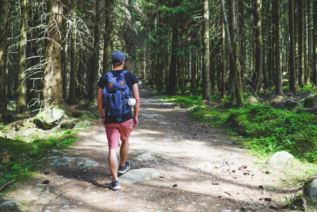 brockenwanderung-harz-nationalpark-wald