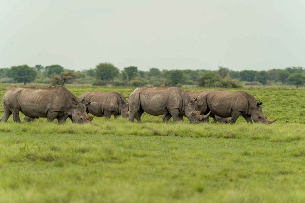 campsites-botswana-khama-rhino-sanctuary_1