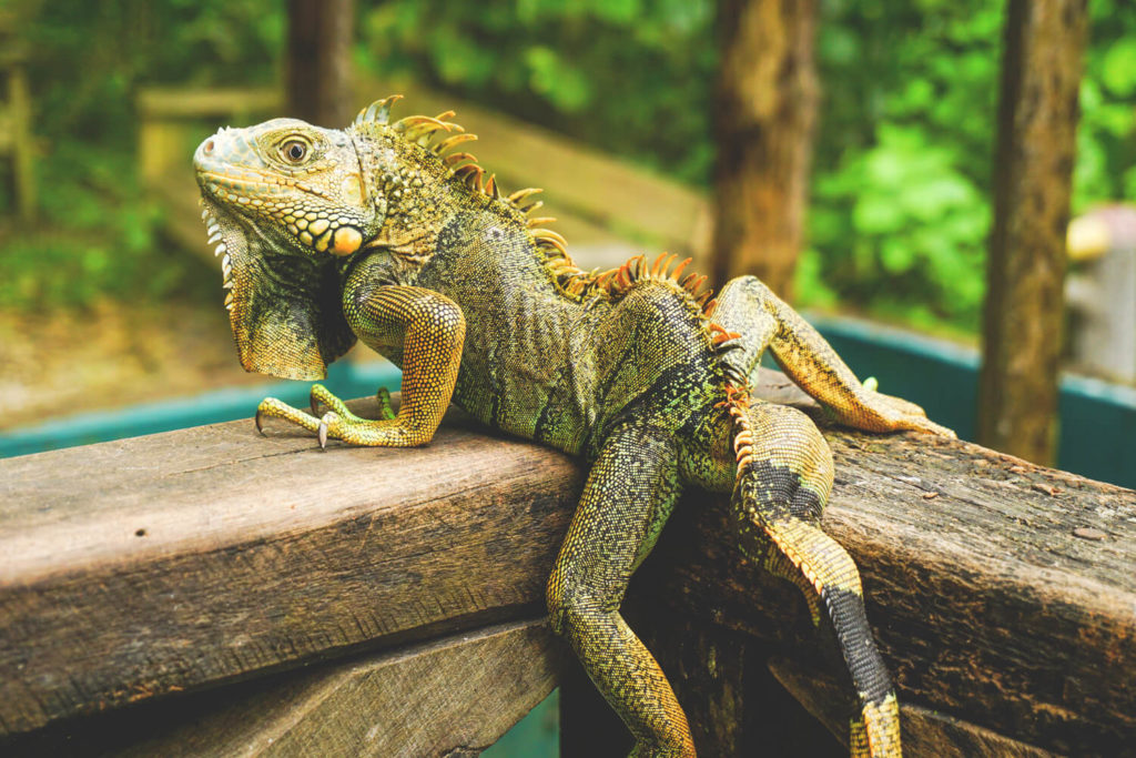 iguana-belize-zoo-highlights-leguane