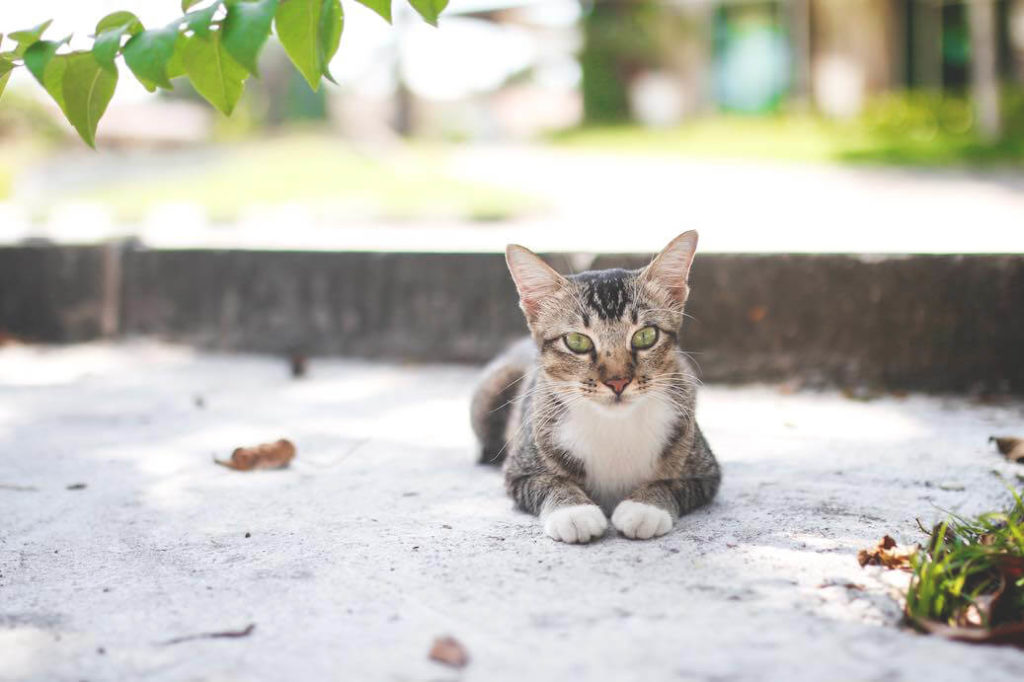 ipoh-malaysia-sightseeing-katze