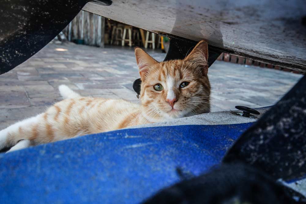 island-vibe-hostel-suedafrika-rundreise-katze