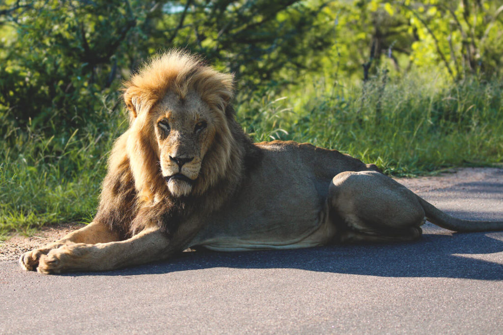 krueger-national-park-suedafrika-loewe-safari