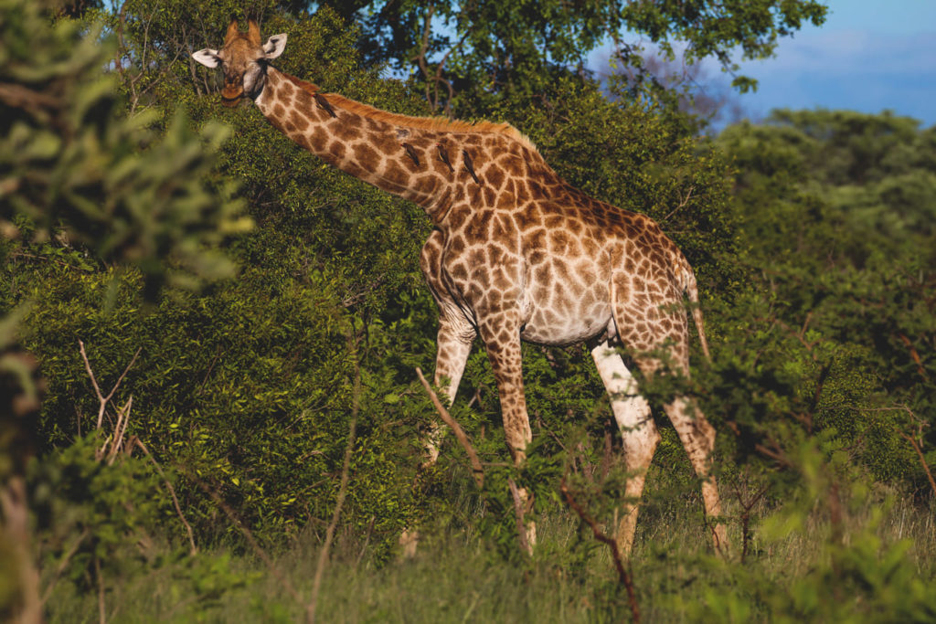 krueger-nationalpark-suedafrika-giraffe-safari