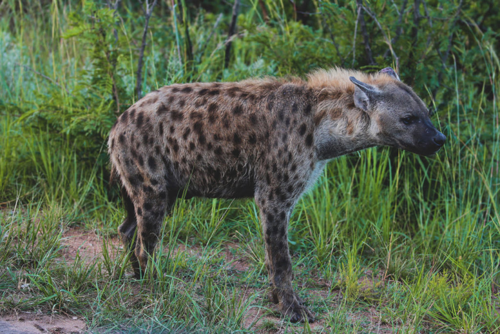 krueger-nationalpark-suedafrika-hyaene-safari