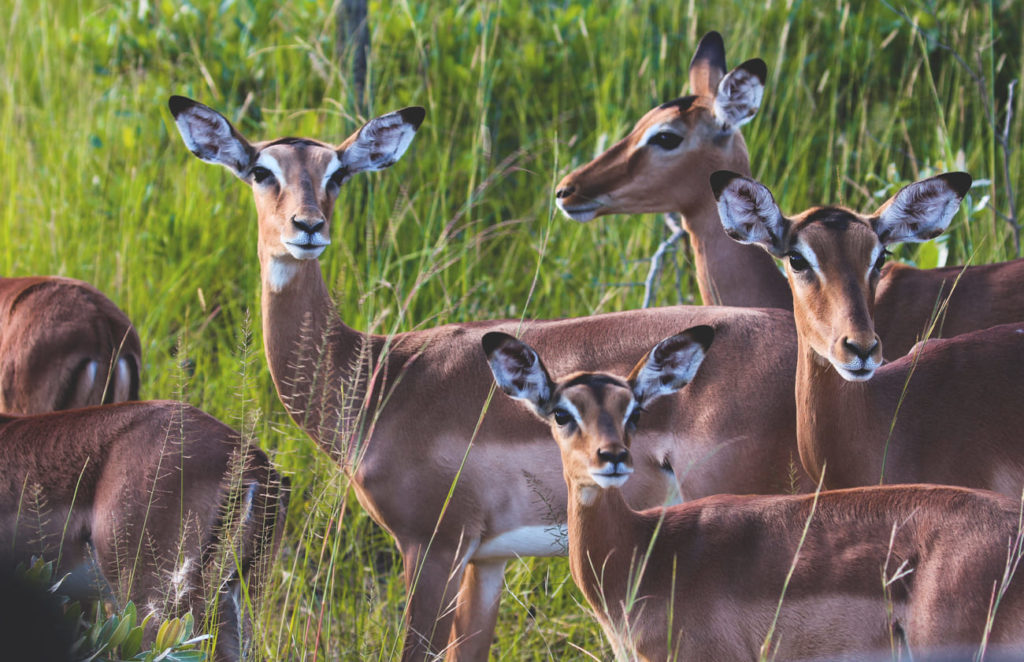 Impala Safari around Cape Town 