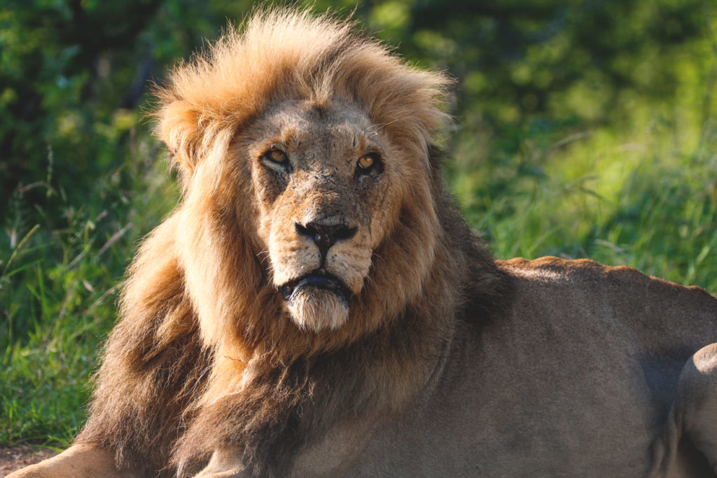 krueger-nationalpark-suedafrika-safari-loewe