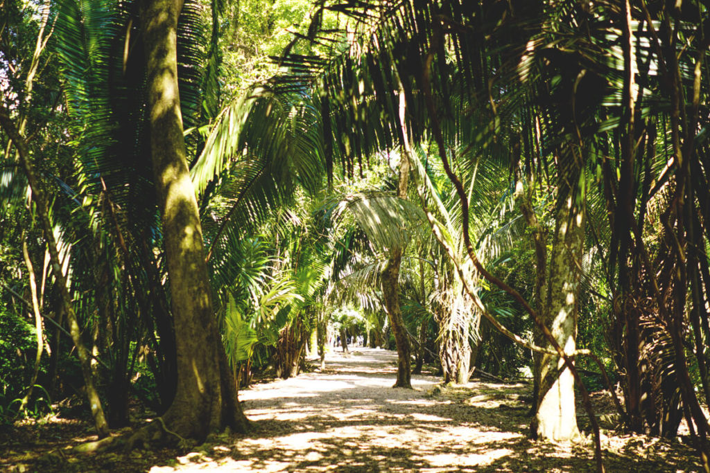 lamanai-ruine-maya-belize-dschungel-wald